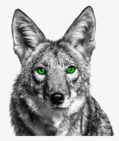 Coyote With Green Eyes, HD Png Download, Transparent PNG