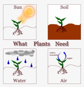 Clipart Sun Soil Air Water Banner Second Grade Leonor - Needs Of The Plants, HD Png Download, Transparent PNG