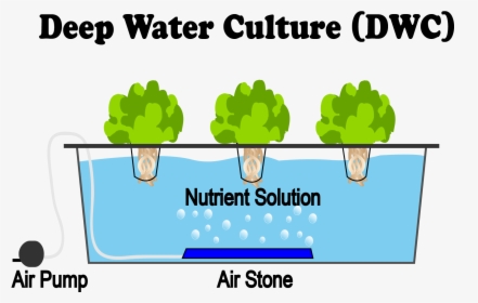 This Is A Diagram Of A Deep Water Culture Hydroponics - Deep Water Culture Dwc, HD Png Download, Transparent PNG
