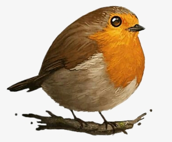 #bird #cutelittlebirds #cutelittleanimals #animals - Cute Drawing Robin Bird, HD Png Download, Transparent PNG