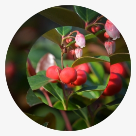 American Wintergreen, HD Png Download, Transparent PNG