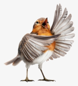 #bird#robin - Opera Bird, HD Png Download, Transparent PNG
