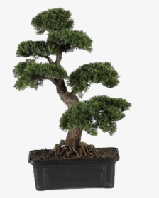 Artificial Bonsai Tree Large, HD Png Download, Transparent PNG