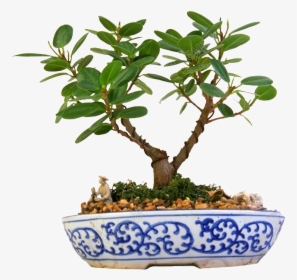 Flor Verde Png Porcelana - Bonsai, Transparent Png, Transparent PNG