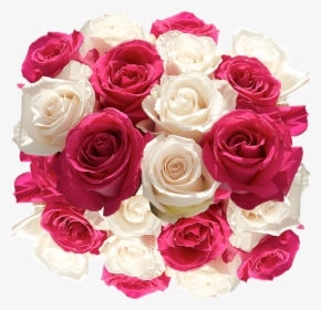 Fresh Cut Roses Hot Pink And White Blooms - Garden Roses, HD Png Download, Transparent PNG