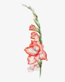 Gladiolus Flowers Freetoedit - Gladiolus, HD Png Download, Transparent PNG