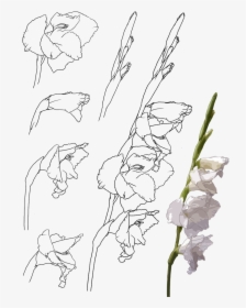 Collection Of Free Gladiolus Drawing Hand Download - Gladiolus, HD Png Download, Transparent PNG
