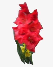 Cockscomb, HD Png Download, Transparent PNG