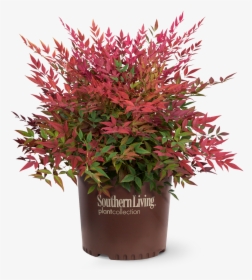 Obsession Nandina In Branded Pot - Obsession Nandina, HD Png Download, Transparent PNG
