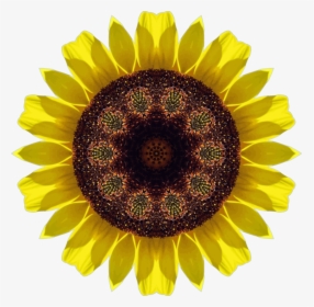 Pollen,sunflower Seed,plant - Piñón De La Bomba De Aceite, HD Png Download, Transparent PNG