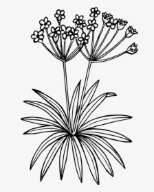 Northern Fairy Candelabra - Plant Drawing Transparent, HD Png Download, Transparent PNG