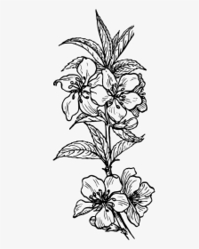 Poinsettia Black And White Clipart, HD Png Download, Transparent PNG