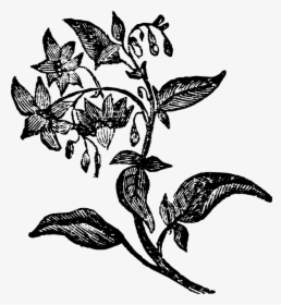 1741ae Nightshade Copy - Illustration, HD Png Download, Transparent PNG