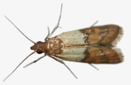 Hr Pantry Pests - Hofmannophila Pseudospretella, HD Png Download, Transparent PNG
