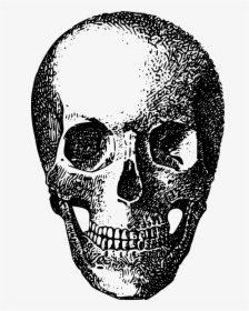 La Calavera, HD Png Download, Transparent PNG