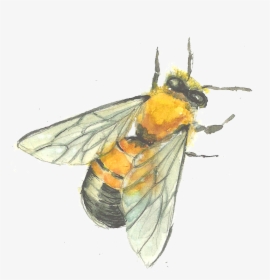 Bee Drawing Watercolor - Bee Painting Png, Transparent Png, Transparent PNG