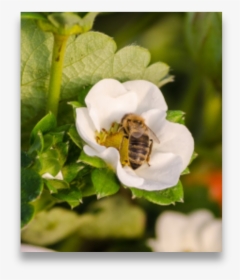 Insects On Strawberry Flower - White Trillium, HD Png Download, Transparent PNG