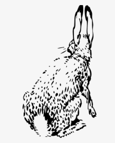 Bunny Rabbit From Behind, HD Png Download, Transparent PNG