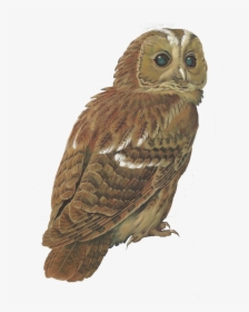 Tawny Owl Bird Barred Owl Clip Art - Tawny Owl Png, Transparent Png, Transparent PNG