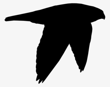 Beak Clip Art Black Bird Silhouette - Illustration, HD Png Download, Transparent PNG
