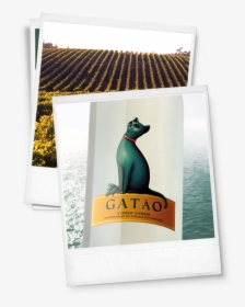 Gatao Vinho Verde, HD Png Download, Transparent PNG