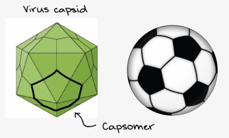 Comparison Of A Soccer Ball With A Virus Capsid - Soccer Ball Sticker Png, Transparent Png, Transparent PNG