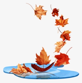#ftestickers #waterpuddle #leaves #falling #autumn - Maple Leaf, HD Png Download, Transparent PNG