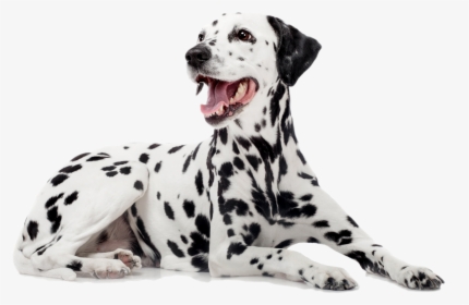 Dalmatian - Dalmatian Dog, HD Png Download, Transparent PNG
