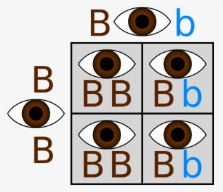 Brown And Blue Eyes Punnett Square, HD Png Download, Transparent PNG