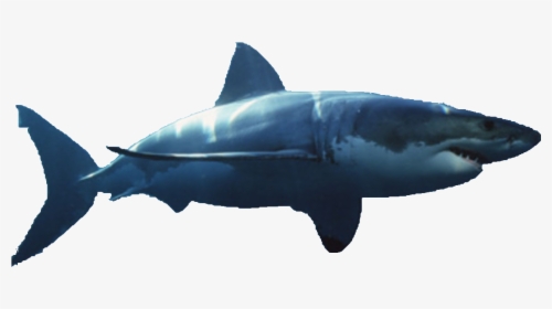 Bull Shark Png - Great White Shark Transparent Background, Png Download, Transparent PNG