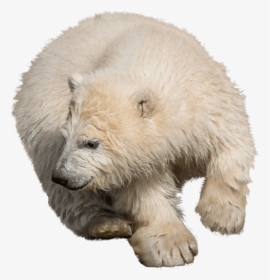 Polar Bear, HD Png Download, Transparent PNG