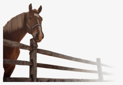 Stallion, HD Png Download, Transparent PNG