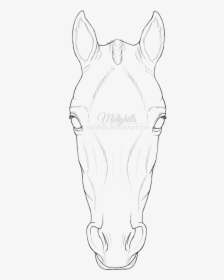 Drawing Barns Face - Front Horse Head Lineart, HD Png Download, Transparent PNG