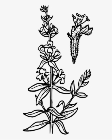 Hyssop Flower Vector Graphics - Hyssop Drawing, HD Png Download, Transparent PNG