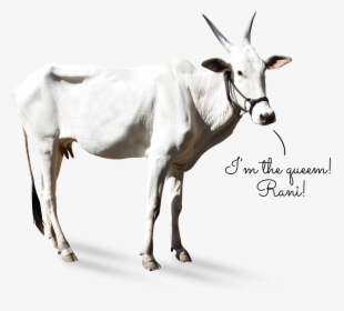 Cow-khillar - Goat, HD Png Download, Transparent PNG