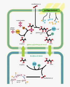 C4 Carbon Fixation, HD Png Download, Transparent PNG