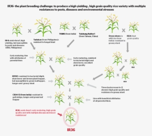 How Do You Develop A New Crop Variety By Conventional - Conventional Breeding Of Rice, HD Png Download, Transparent PNG
