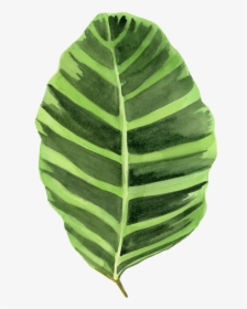 Thumb Image - Big Leaf Png, Transparent Png, Transparent PNG