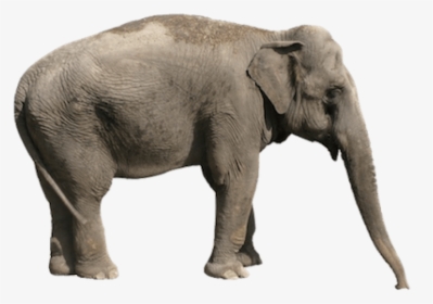 Thumb Image - Asian Elephant Transparent Background, HD Png Download, Transparent PNG