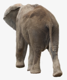 Elephant Png - Asian Elephant, Transparent Png, Transparent PNG