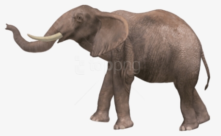 Free Png Download Elephant Png Images Background Png - Elephant Png, Transparent Png, Transparent PNG
