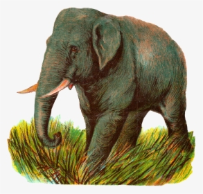 Elephant Asian Image Animal Illustration Digital Clipart - Indian Elephant, HD Png Download, Transparent PNG