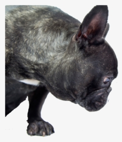 Transparent Dogs Png - Dog With Diarrhea, Png Download, Transparent PNG
