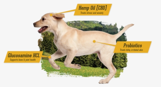Cbd For Dogs - Companion Dog, HD Png Download, Transparent PNG