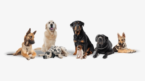 Group Of Dogs Transparent Background , Png Download - Transparent Background Group Of Dogs Png, Png Download, Transparent PNG