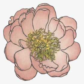 Peony , Watercolor And Ink , Png Download - Common Zinnia, Transparent Png, Transparent PNG