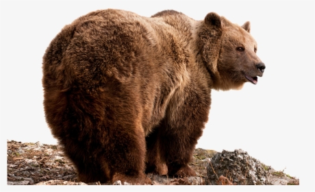 Grizzly Bear Png - Brown Bear, Transparent Png, Transparent PNG