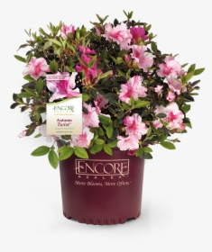 Autumn Twist Azalea, HD Png Download, Transparent PNG