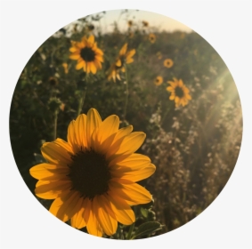 Icon Edit Aesthetic Tumblr Kpop Aesthetic Sunflower Romantic