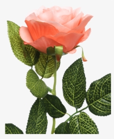 Single Rose Stem Orange - Garden Roses, HD Png Download, Transparent PNG